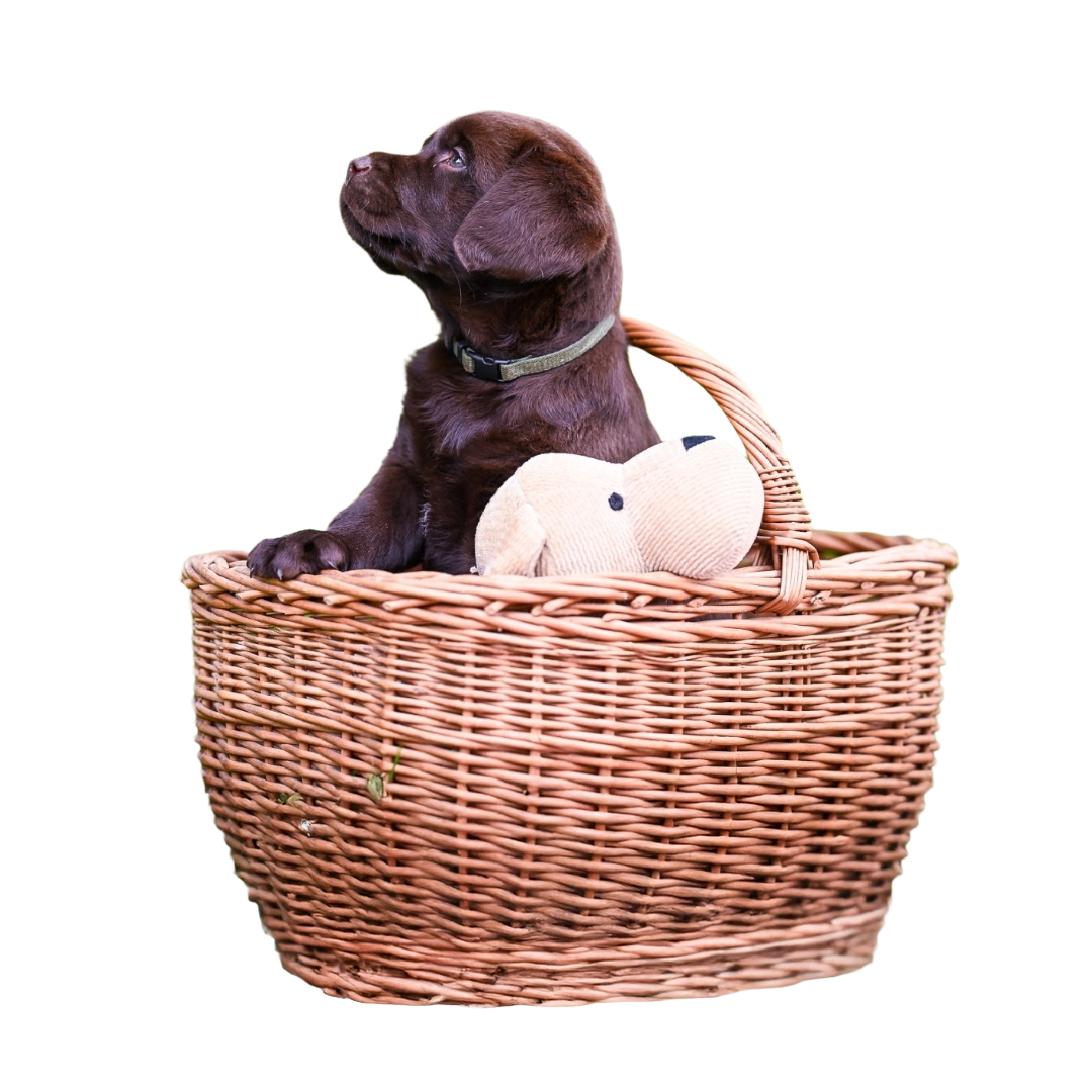 Štene čokoladnog labradora u pletenoj košari s plišanom igračkom